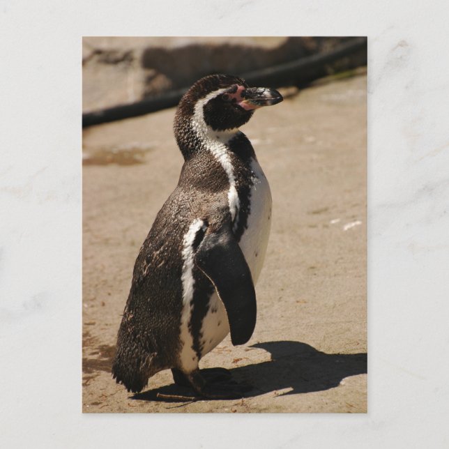 Postal Penguin en Blairdrummond (Anverso)