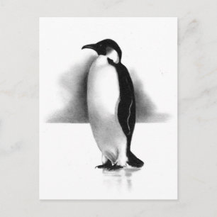 POSTAL PENGUIN IN PENCIL: ARTE REALISTA