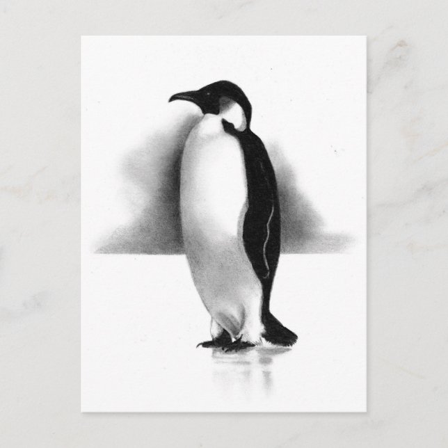 POSTAL PENGUIN IN PENCIL: ARTE REALISTA (Anverso)