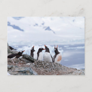 Postal Penguins in Antarctica