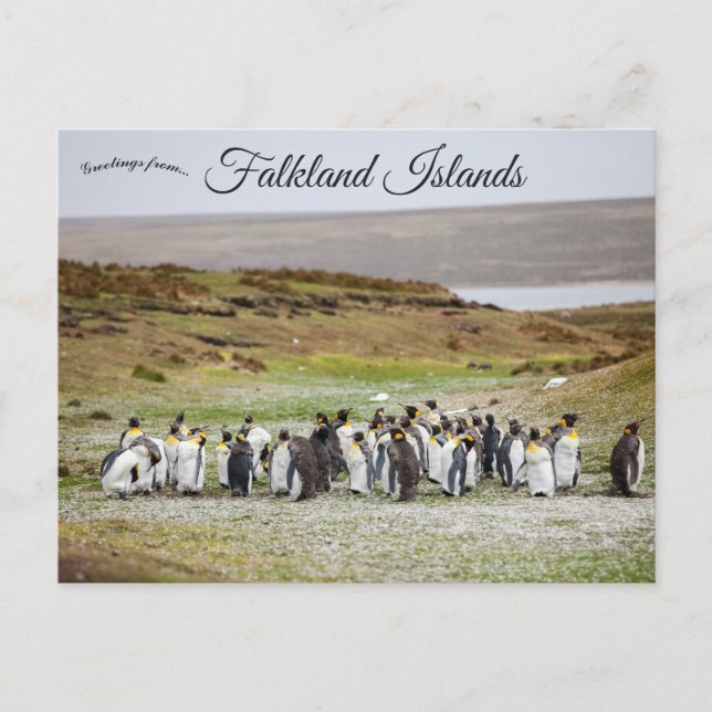 Postal Penguins on Falkland Islands (Anverso)