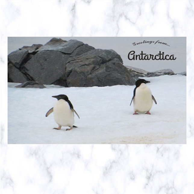 Postal Penguins Sally Cove Horseshoe Island Antártida (Subido por el creador)