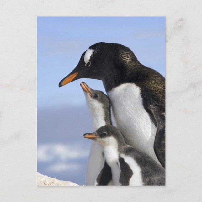 Postal Península Antártica, Neko Harbour, Gentoo (Anverso)