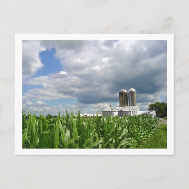 Postal Pennsylvania Cornfield Postcard (Anverso)