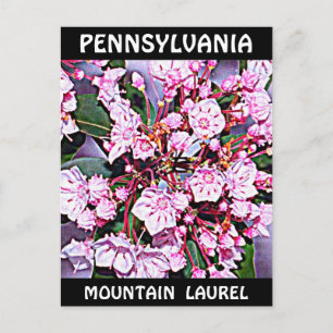 Postal Pennsylvania Mountain Laurel