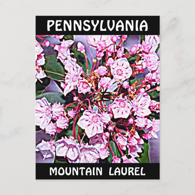 Postal Pennsylvania Mountain Laurel (Anverso)