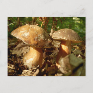 Postal Penny Bun Mushroom Postcard