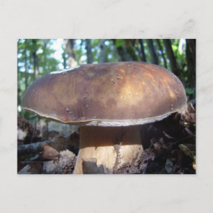 Postal Penny Bun Mushroom Postcard