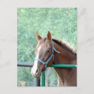 Postal Penny Ole Gal