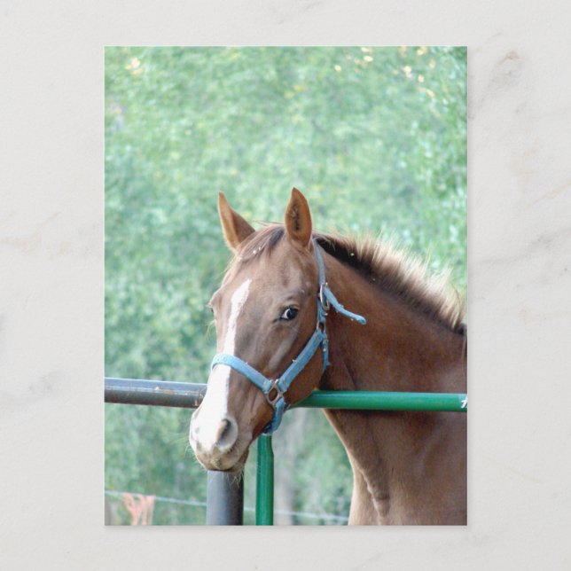 Postal Penny Ole Gal (Anverso)