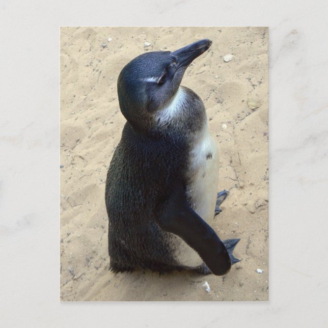 Postal Penquín africano (Anverso)