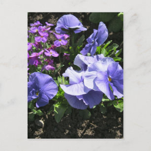 Postal Pensamientos púrpuras tímidos