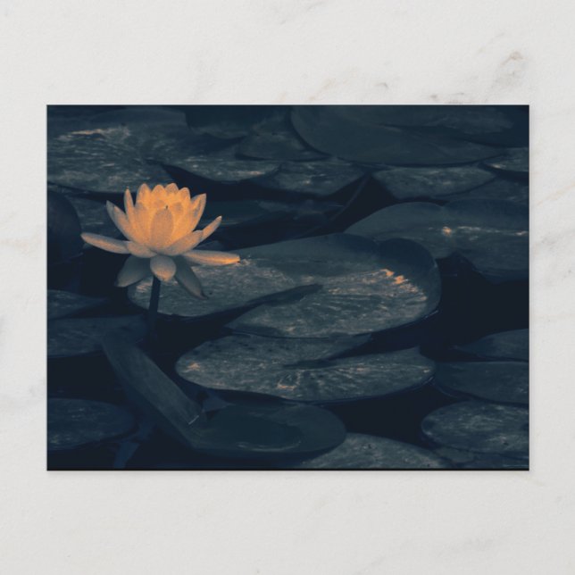 Postal "Pensando en el estanque" - Postcard (Anverso)