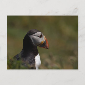 Postal Pensando en Puffin