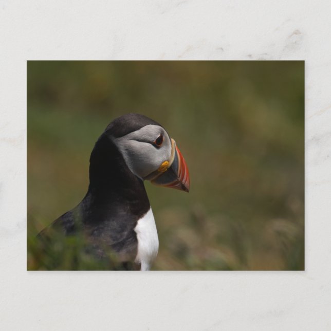 Postal Pensando en Puffin (Anverso)