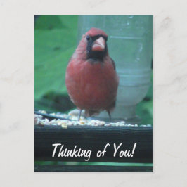 Postal Pensando en ti, cardenal