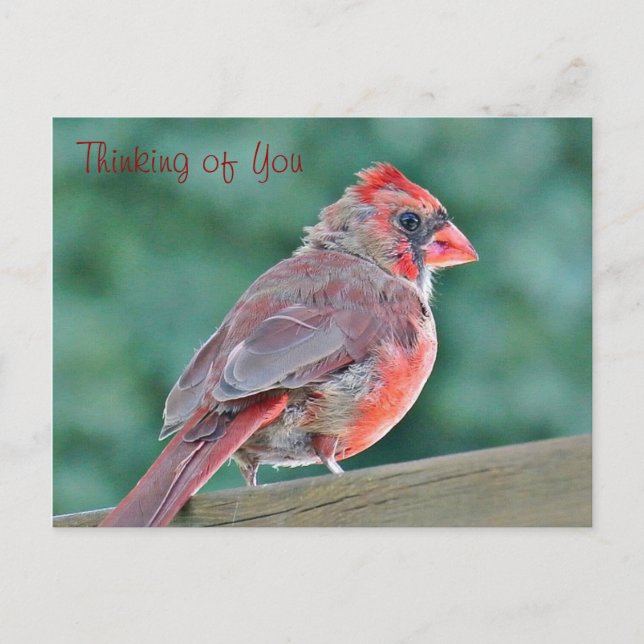 Postal Pensando en ti Cardenal Red Bird (Anverso)