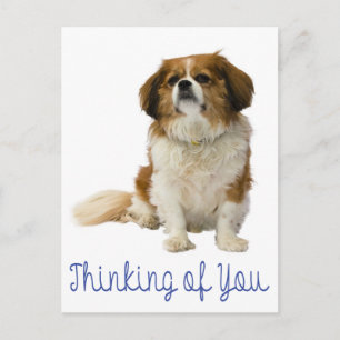 Postal Pensando en ti Cavalier King Charles Spaniel Perro