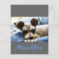 Pensando en ti, dulce Mini Schnauzer