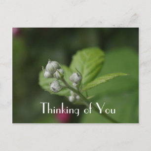 Postal Pensando en ti, flor de frambuesa salvaje de veran