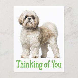 Postal Pensando En Ti Shih Tzu Puppy Dog Postcard