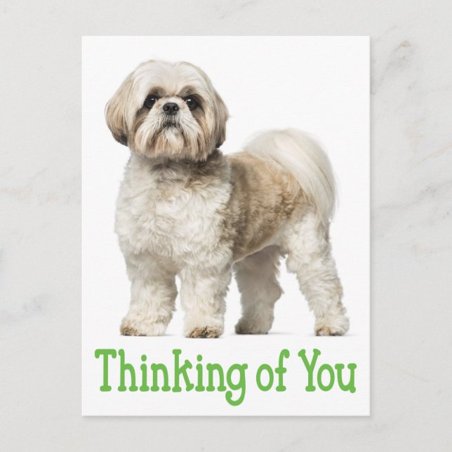 Postal Pensando En Ti Shih Tzu Puppy Dog Postcard (Anverso)
