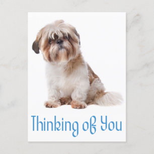 Postal Pensando En Ti Shih Tzu Puppy Dog Postcard