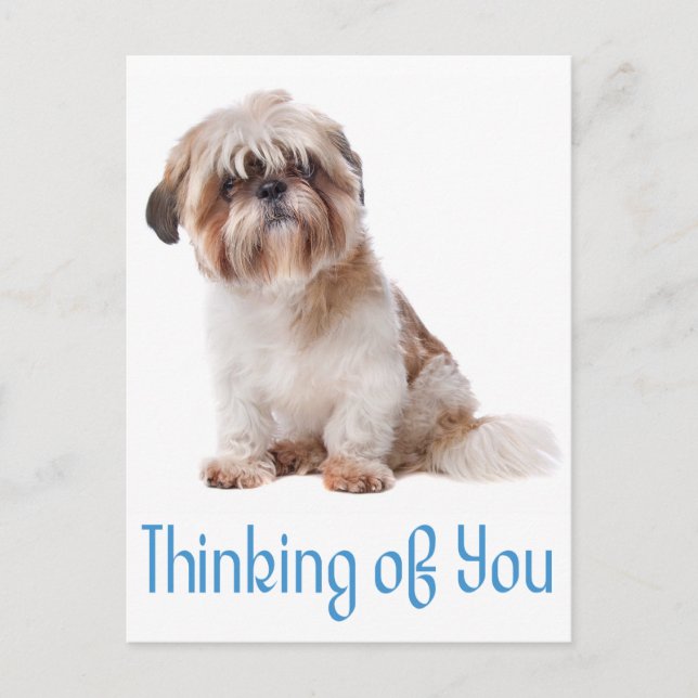 Postal Pensando En Ti Shih Tzu Puppy Dog Postcard (Anverso)