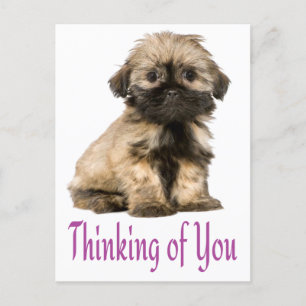 Postal Pensando En Ti Shih Tzu Puppy Dog Postcard
