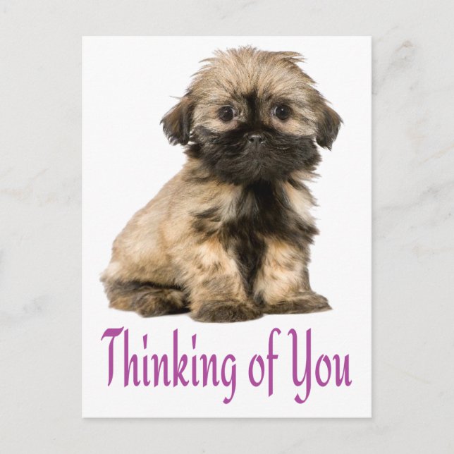 Postal Pensando En Ti Shih Tzu Puppy Dog Postcard (Anverso)