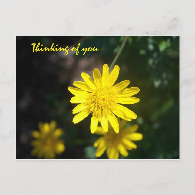 Postal Pensando en ti - Yellow Daisy (Anverso)