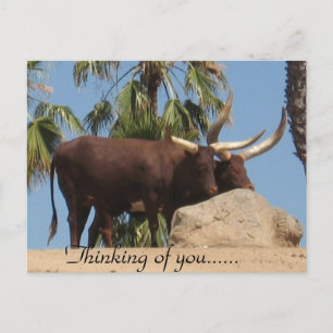 Postal Pensando En Tu Ganado Watusi Africano