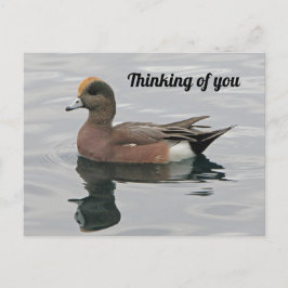 Postal Pensando en una fotógrafa de pato en el tranquilo