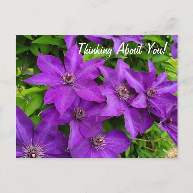 Postal Pensando En Usted Purple Clematis Floral (Anverso)