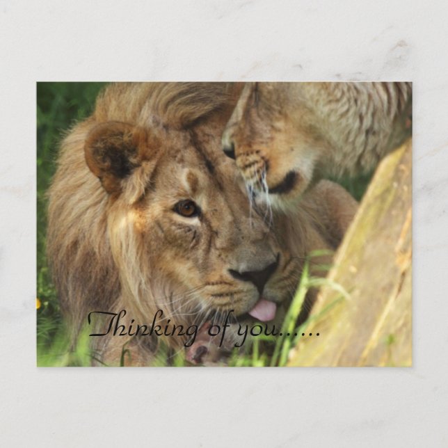 Postal Pensando En Ustedes Amores De Los Leones Africanos (Anverso)