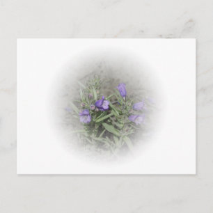 Postal Penstemon en lengua materna (Penstemon eriantherus