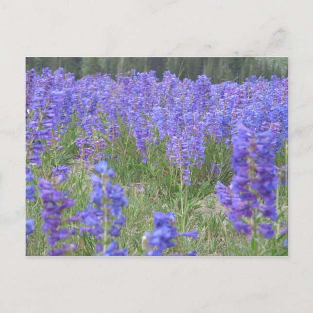 Postal Penstemon Wildflowers Wyoming (Anverso)