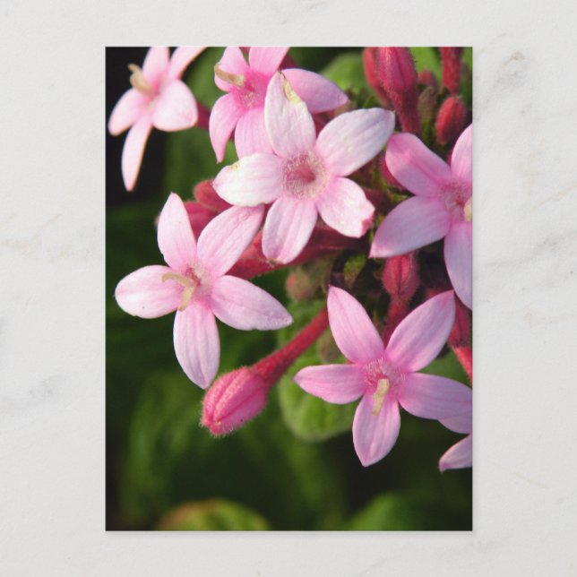 Postal Pentas (Anverso)