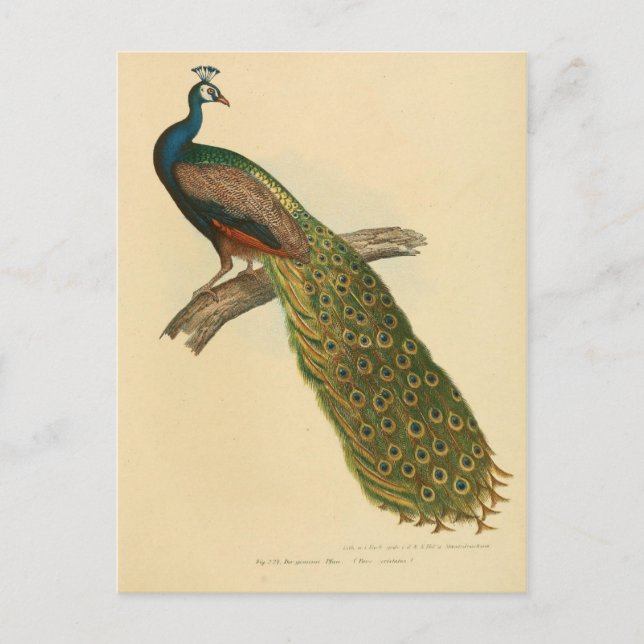 Postal peón de ilustracion (Anverso)