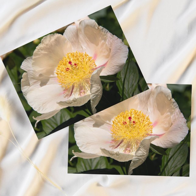 Postal Peonía Blanca China (Bring the serene beauty of spring indoors with this exquisite Chinese Peony postcard.)