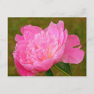 Postal Peonía rosa pálido