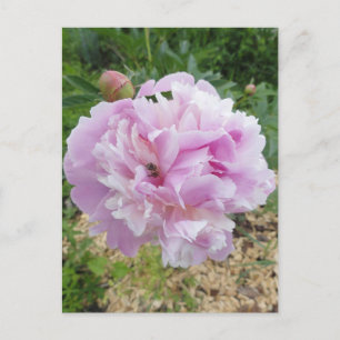 Postal Peonía rosa pastel y abeja melífera