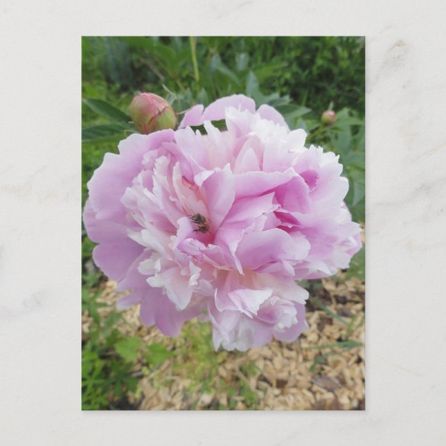 Postal Peonía rosa pastel y abeja melífera (Anverso)