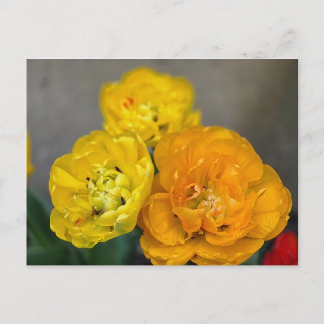Postal Peonía tulipán (Anverso)