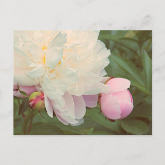 Postal Peonías rosadas flor de peonía