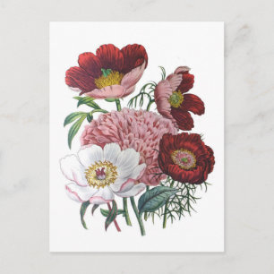 Postal Peonies