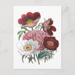 Postal Peonies