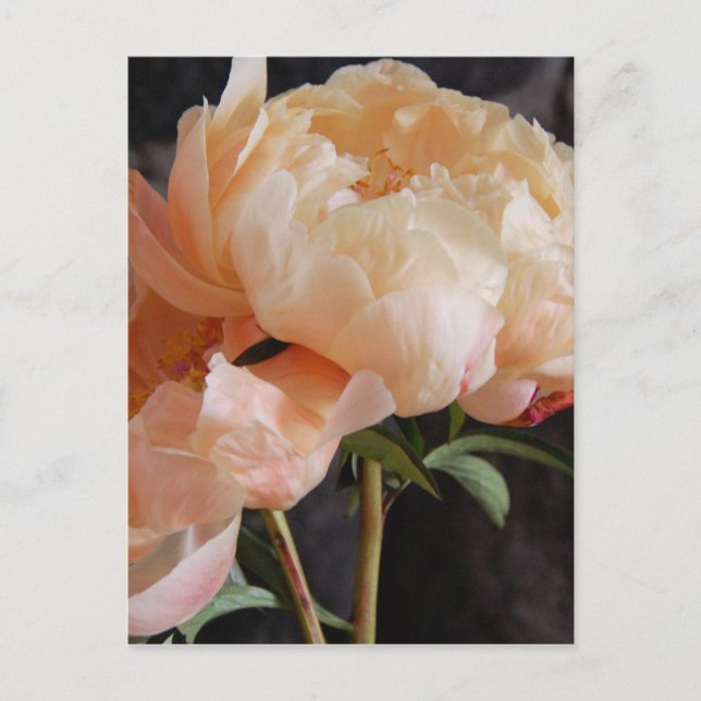 Postal Peonies 7 (Anverso)