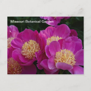 Postal Peonies en el Jardín Botánico de Misuri