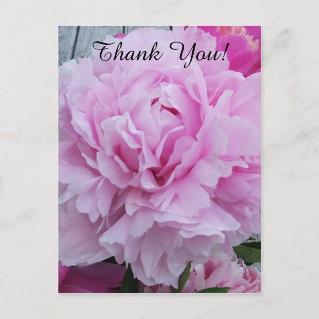 Postal Peonies Pink Peony Gracias Postcard (Anverso)